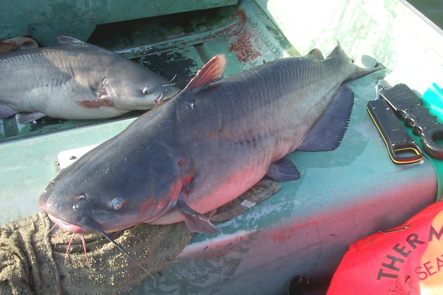 MY 28 pound BLUECAT Nov.5th. 2007 and a 26 pound blue cat on the bottom of the boat !!